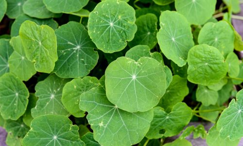 Green plant leaves background