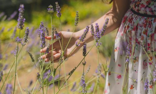 Lavanda: Benefícios, Usos e Como Aproveitar ao Máximo essa Planta Milenar